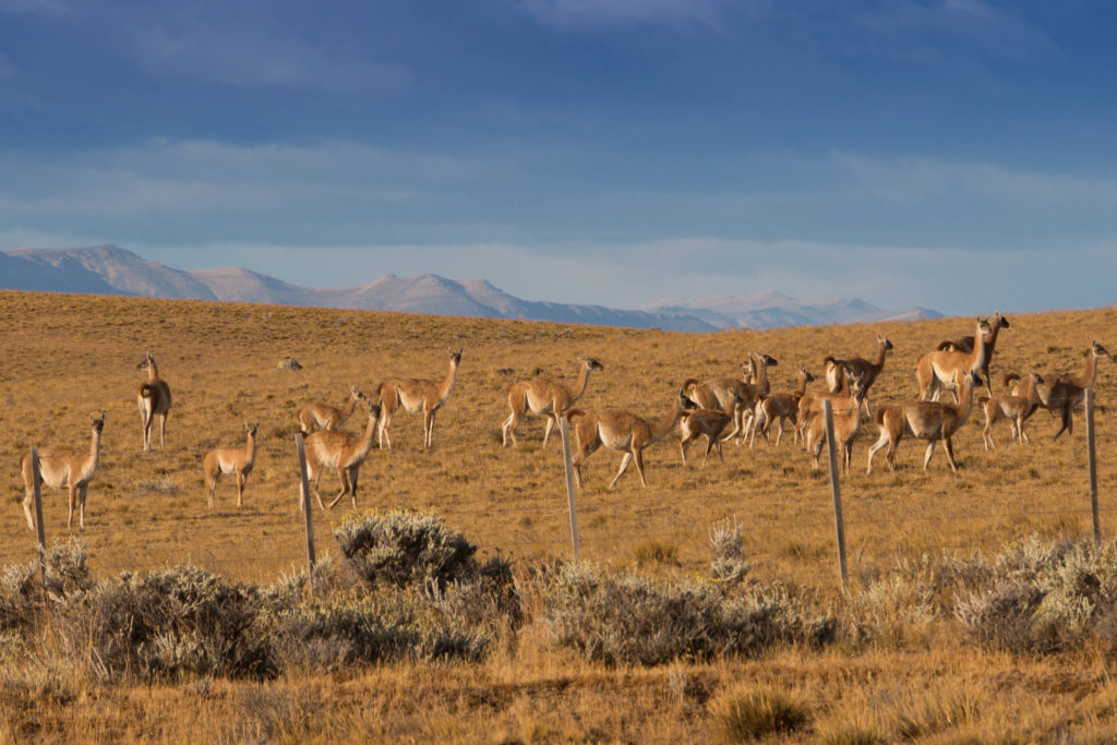 Des guanacos, cousins du lama, en quittant El Calafate, Patagonie argentine