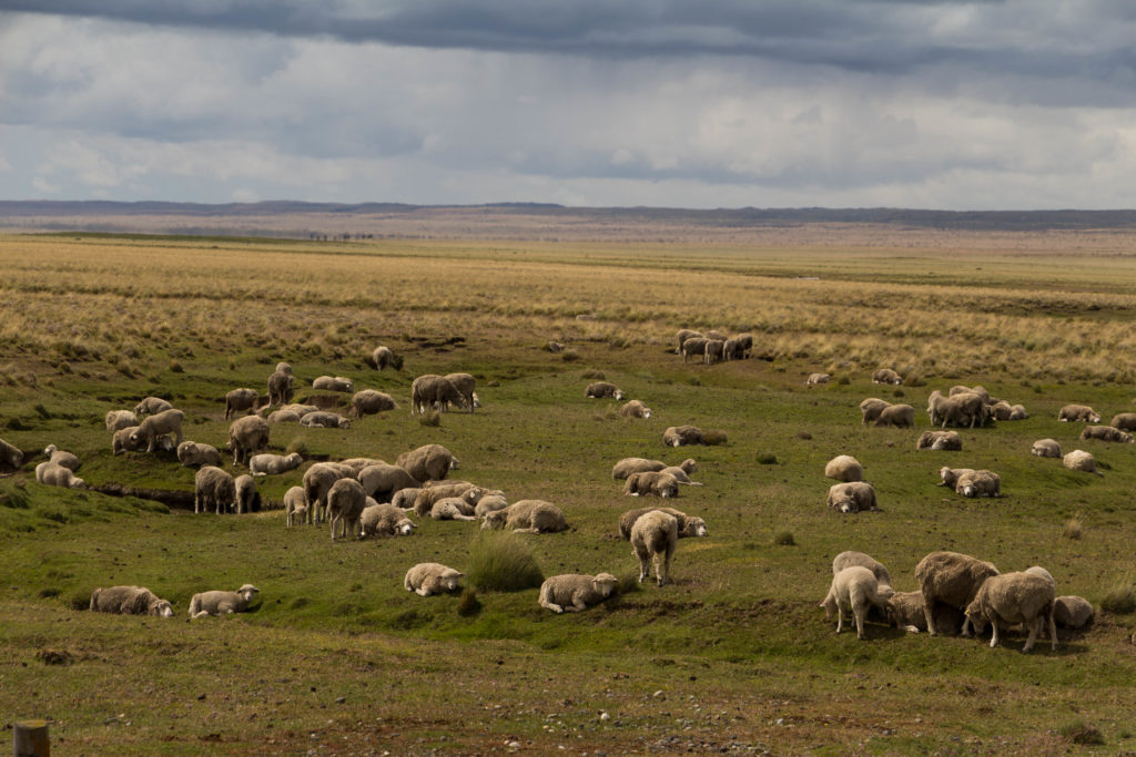 Des moutons, près de Puerto Natales, Chili