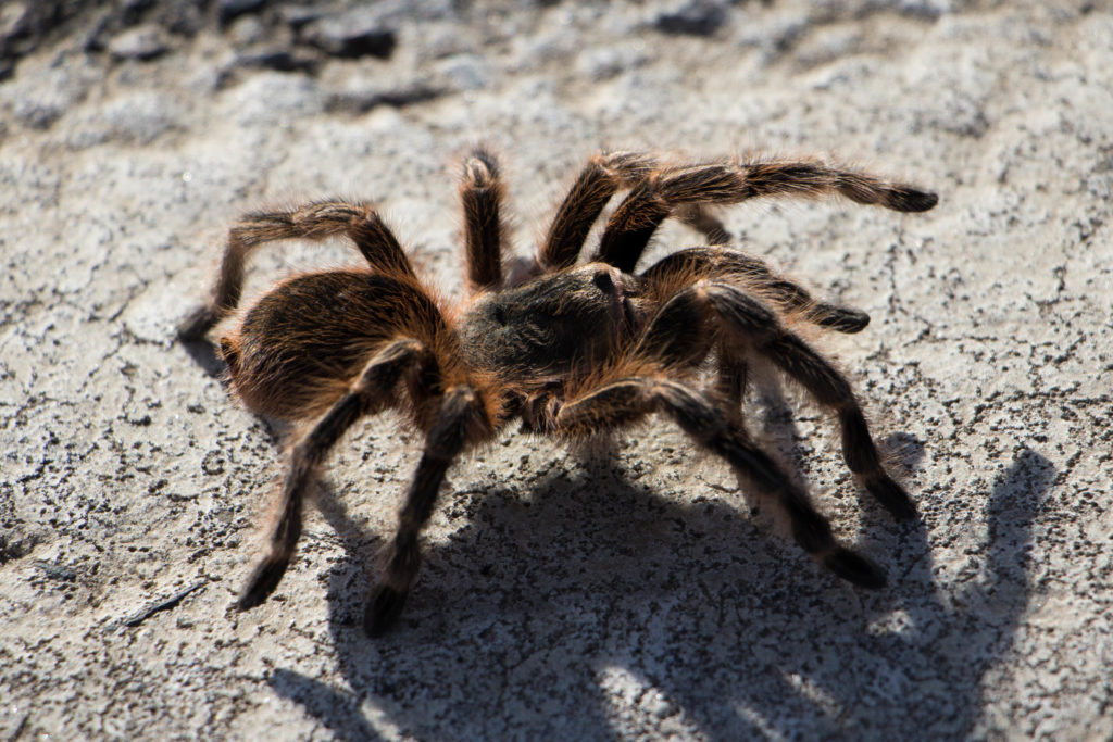 Dans la région du BioBio (Chili), nous croisons de beaux spécimens d'araignées sur la route ...