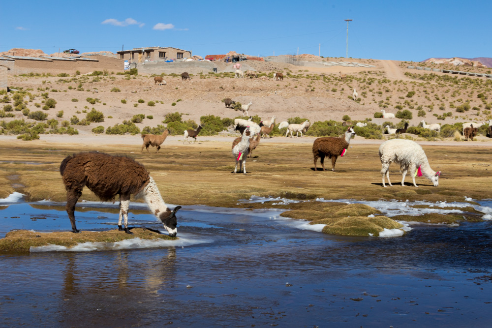Des lamas qui boivent dans la rivière encore gelée, au village de Villa Mar