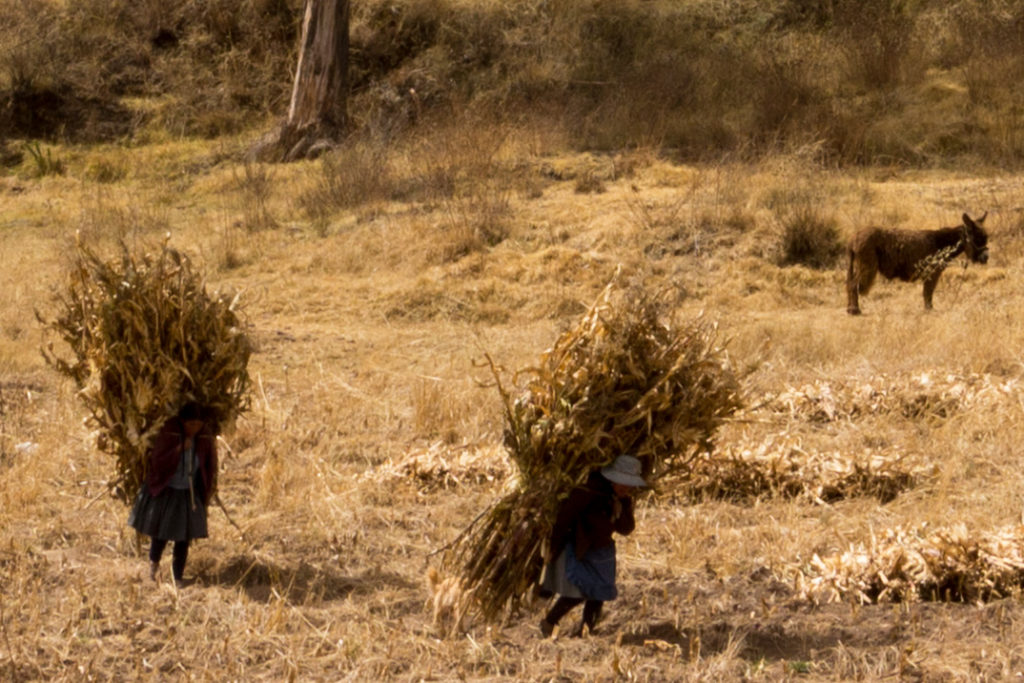 Sur la route entre Juliaca et Cusco, des péruviens qui portent du maïs