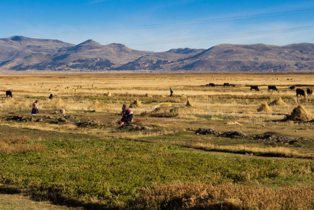 Paysage agricole au bord du lac Titicaca