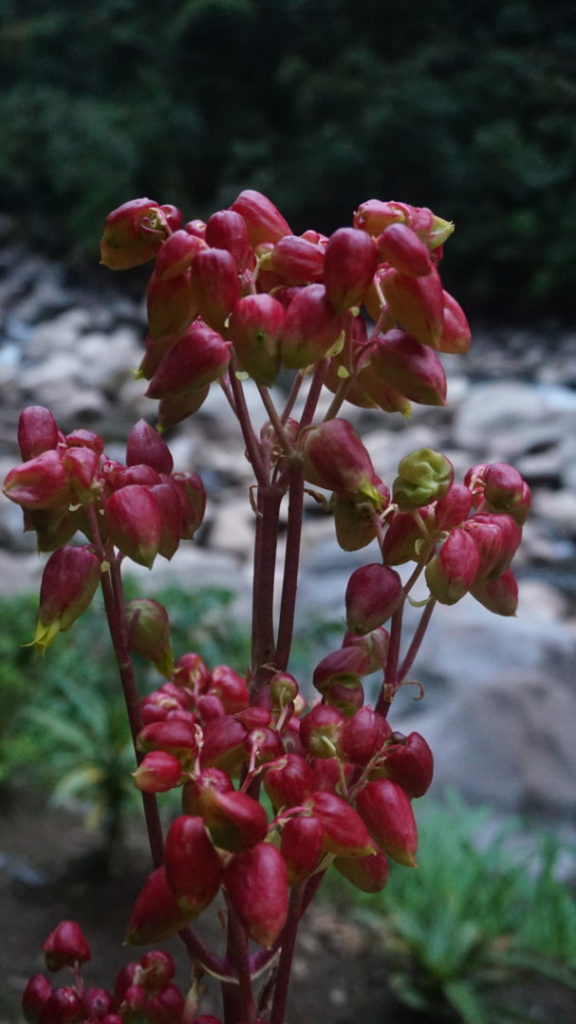 La flore de la vallée du Machu Picchu, très colorée