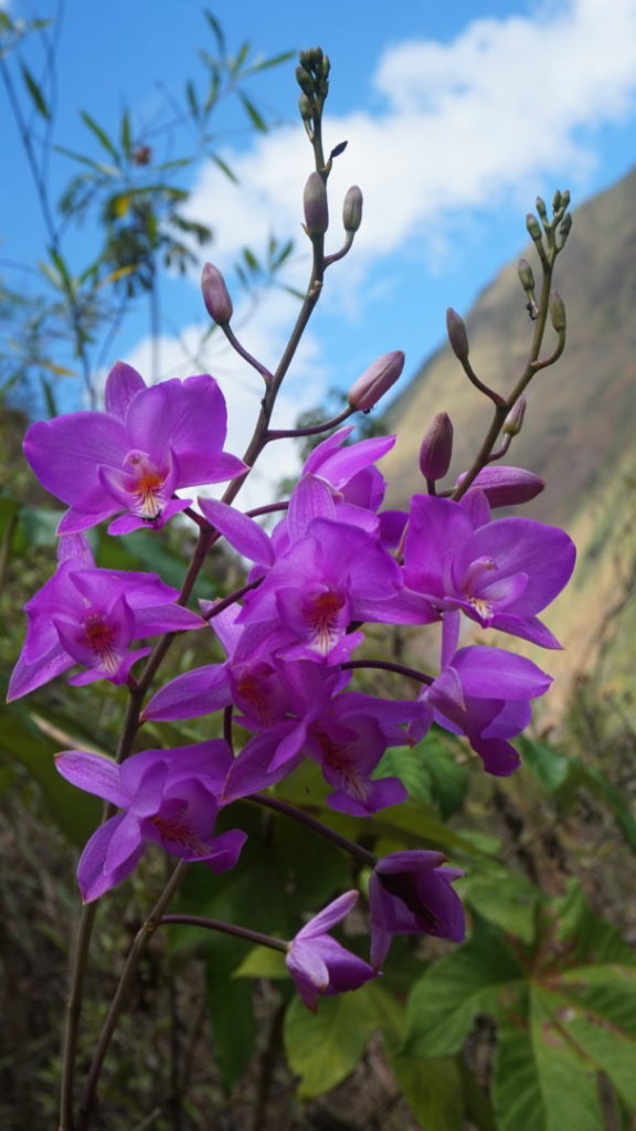 Une belle orchidée sauvage