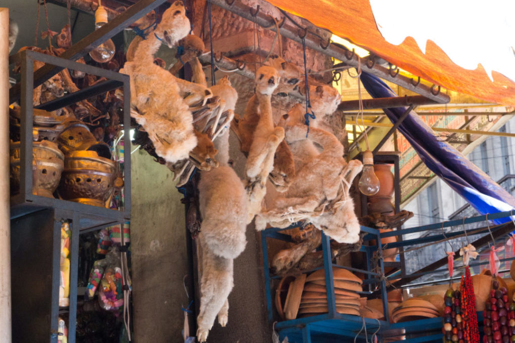 Les fœtus de lama, au marché des sorcières, à La Paz