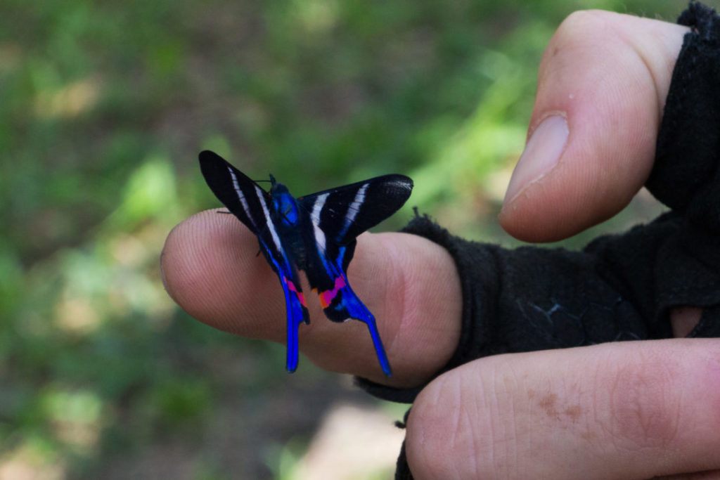 Colombie - Papillon bleu