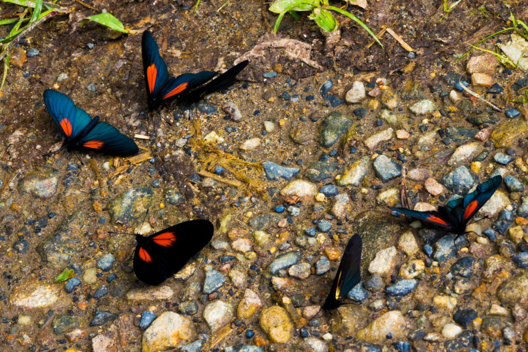 Guatapé - Papillons