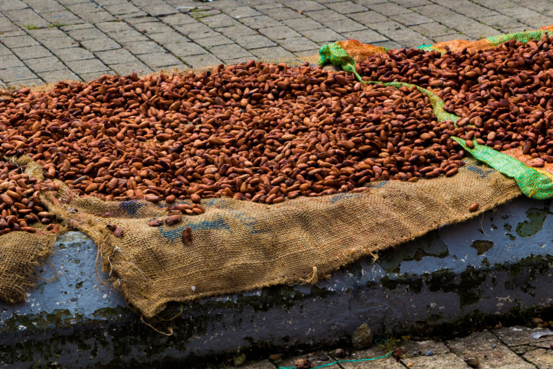 Otanche - Sechage des fèves de cacao