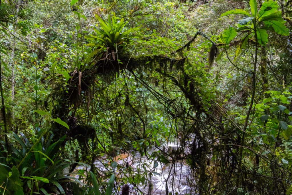 Vallée de Cocora - Forêt tropicale
