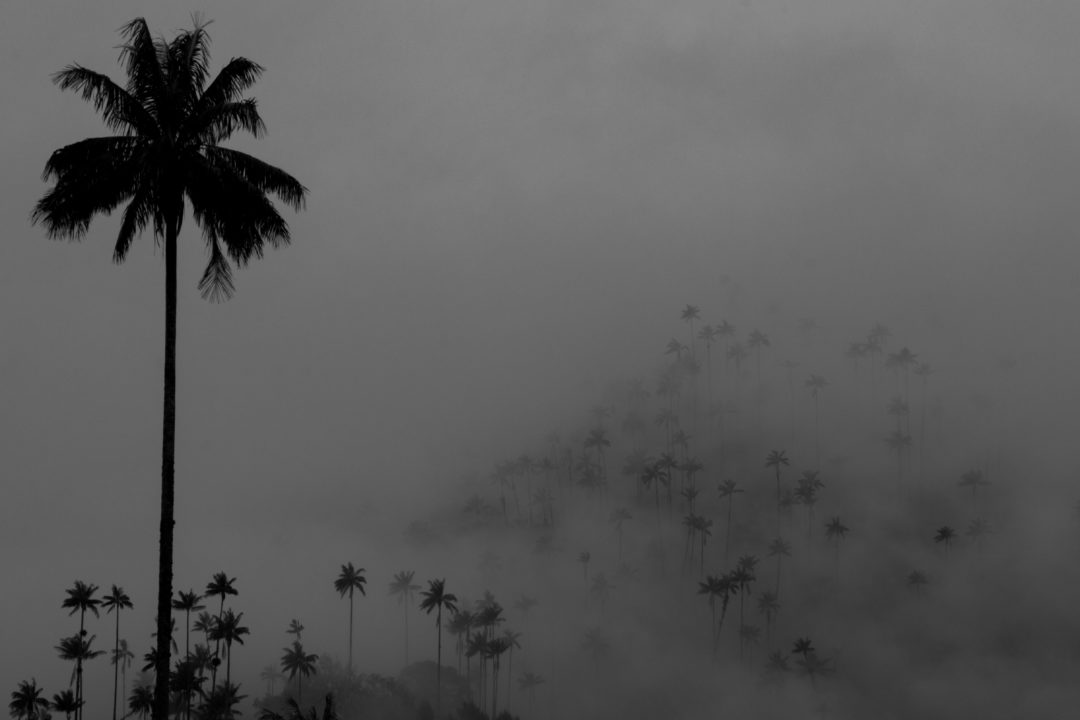 Vallée de Cocora - Palmiers dans les nuages