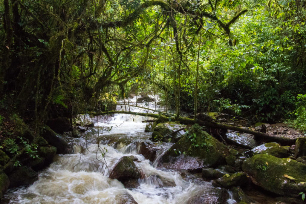 Vallée de Cocora - Rivière dans la forêt tropicale