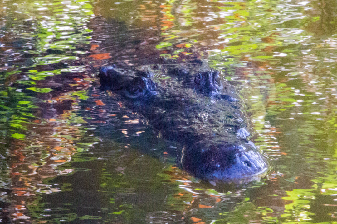 Tayrona - Tête de crocodile