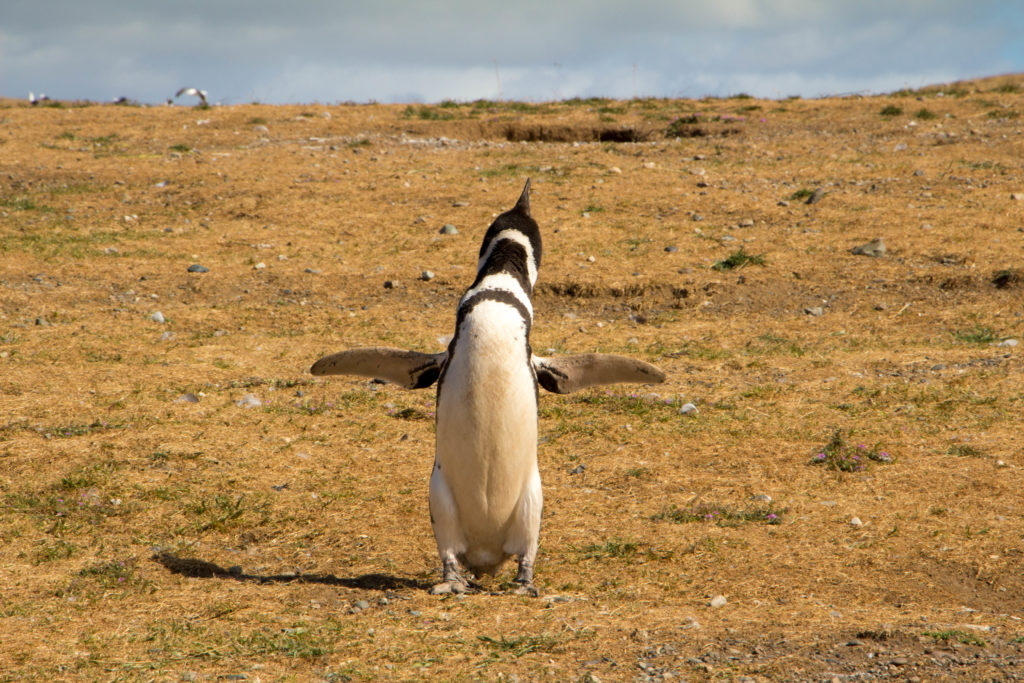 Un pingouin qui fait le beau, sur l'Isla Magdalena, détroit de Magellan