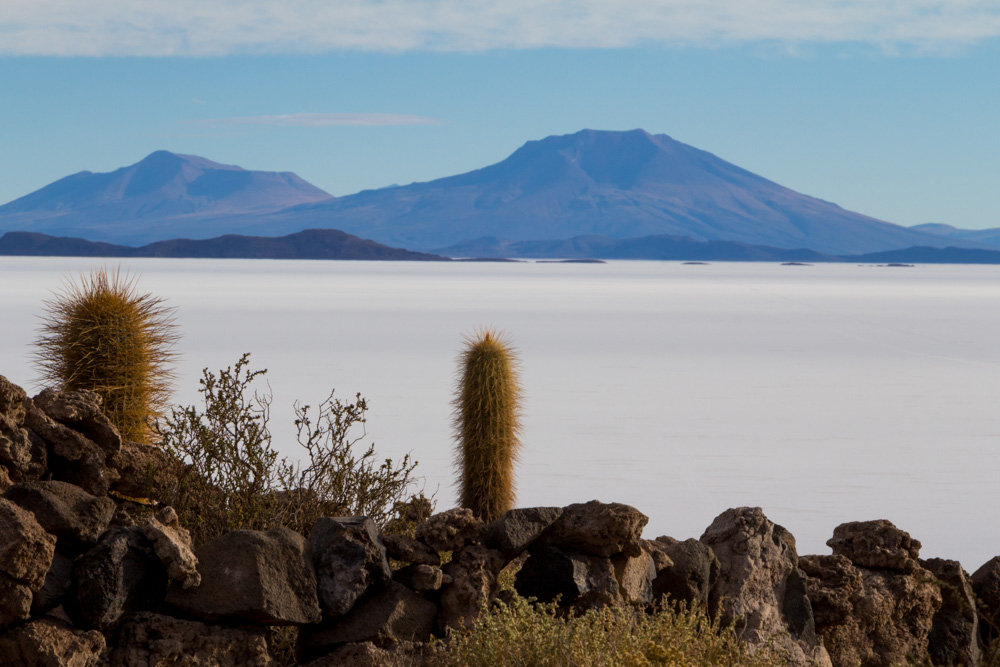 L'île Incahuasi et ses cactus géants, au milieu du Salar d'Uyuni