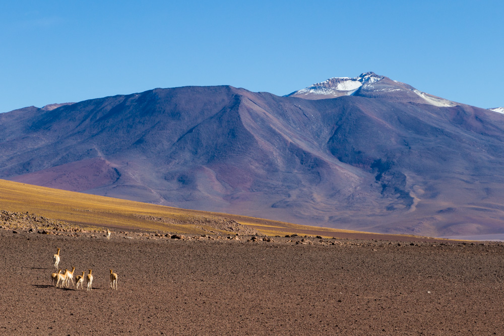 A notre entrée en Bolivie, par le Sud-Lipez, accueillis par les vigognes :)