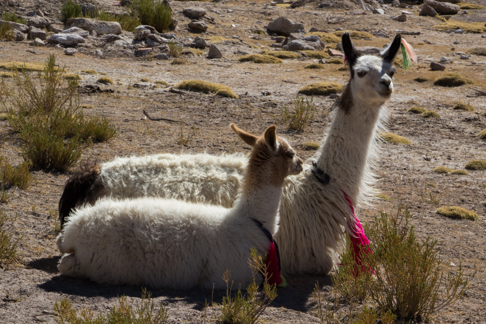 Une maman lama et son bébé, au village de Villa Mar