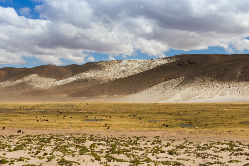 Paysage de la vallée du Siquili, avec des lamas, entre Uyuni et Potosi