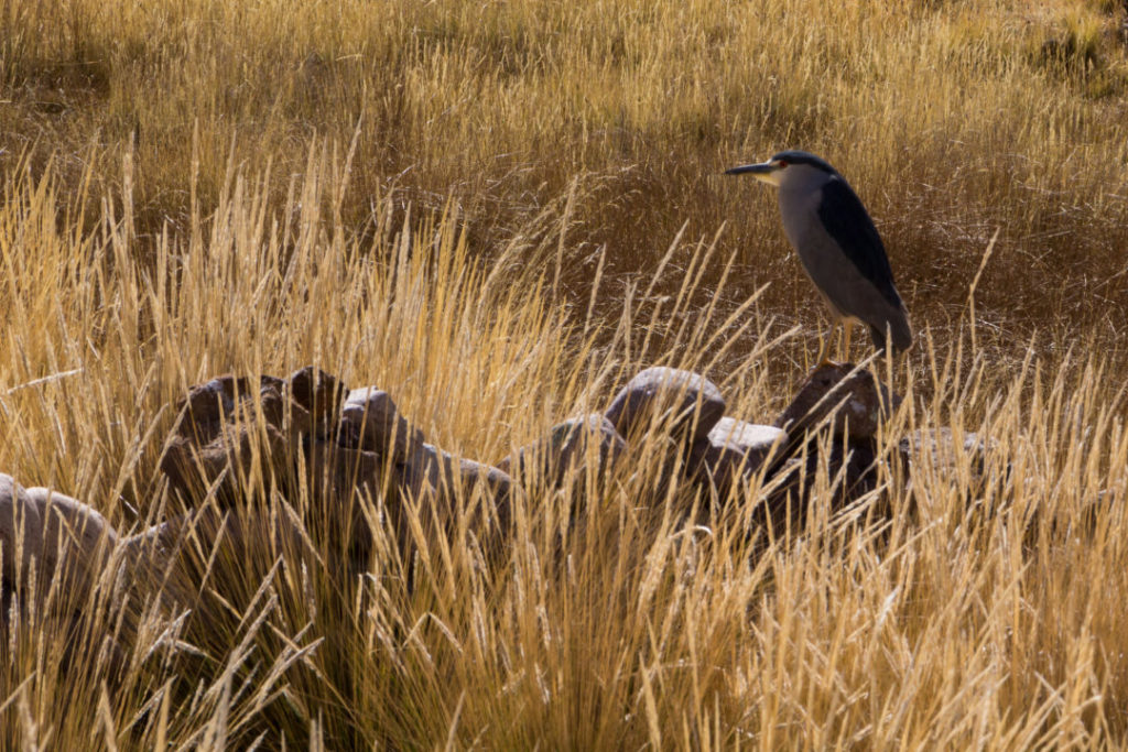 Entre Juliaca et Cusco - Oiseau