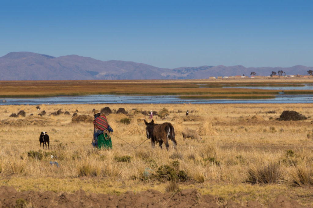 Une Bolivienne qui promène son âne, au bord du lac Titicaca