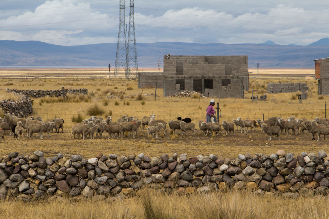 Entre Huancayo et Cerro de Pasco - La bergère qui a retrouvé son agneau