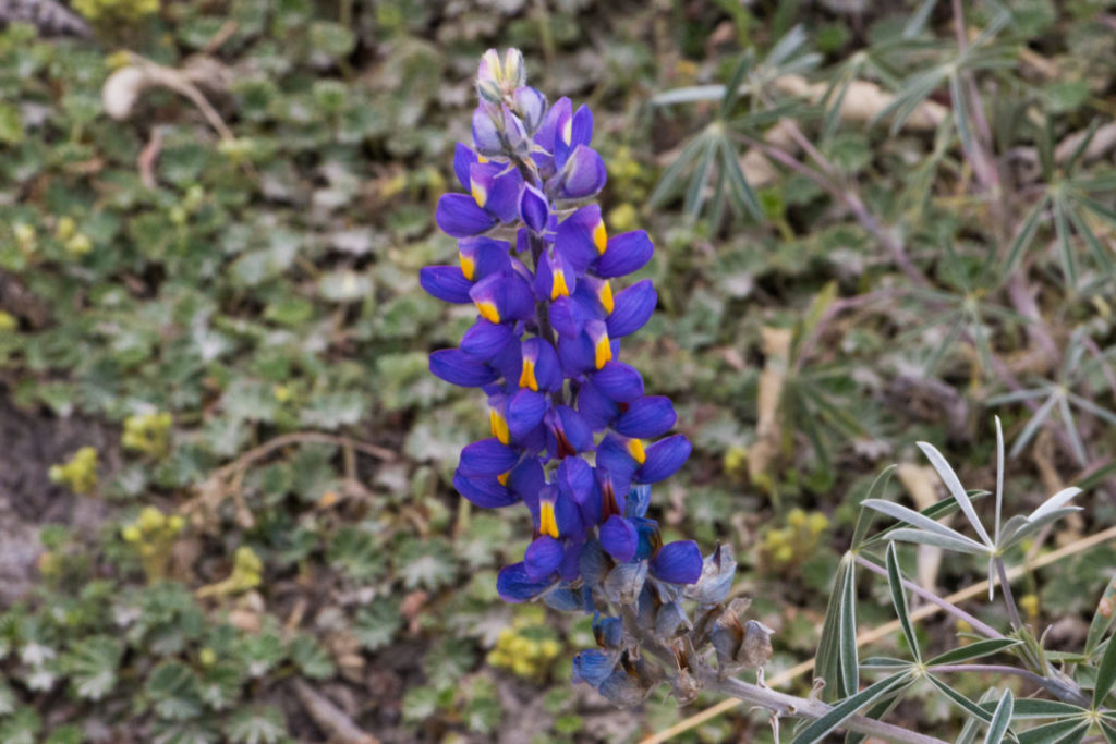 Parc Huascaran - Fleur bleue