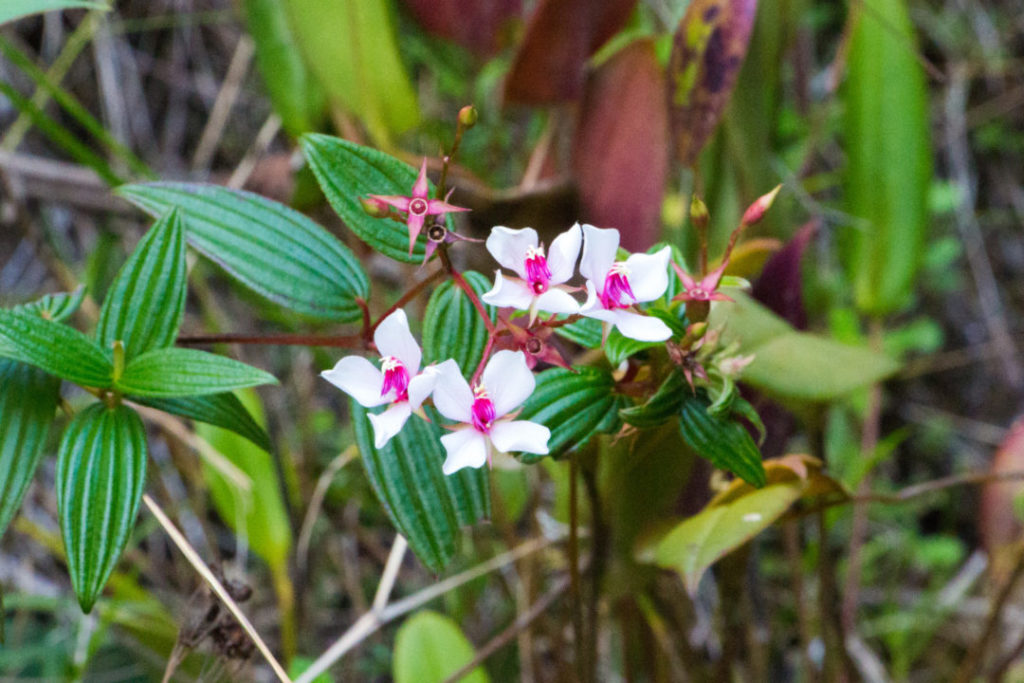 Saraguro - Orchidée sauvage