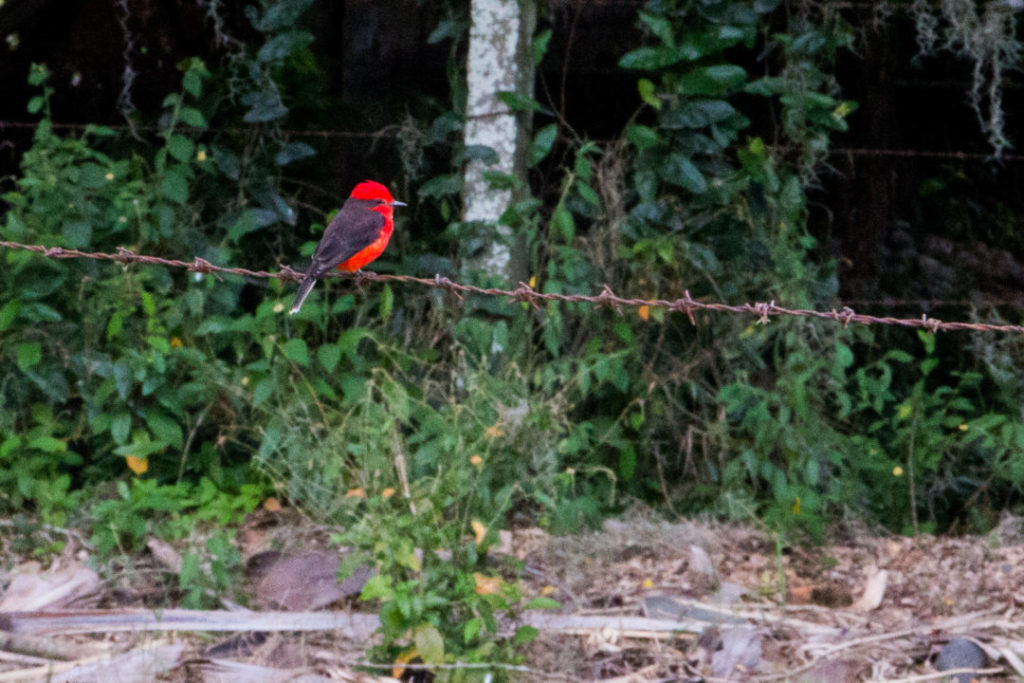 Colombie - Oiseau rouge