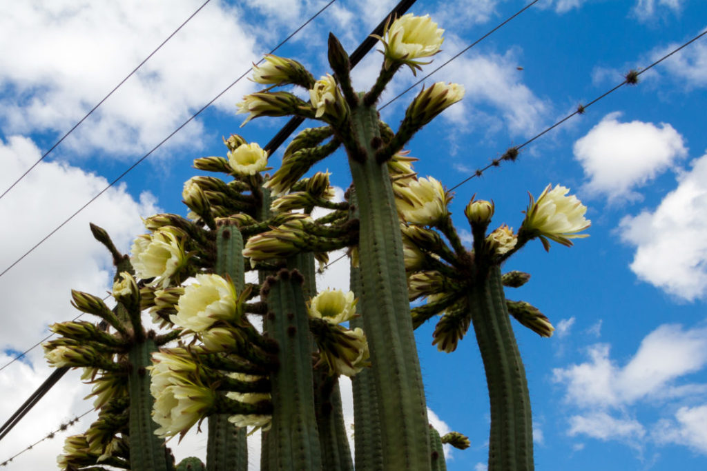 Entre Quito et Ipiales - Cactus en fleurs