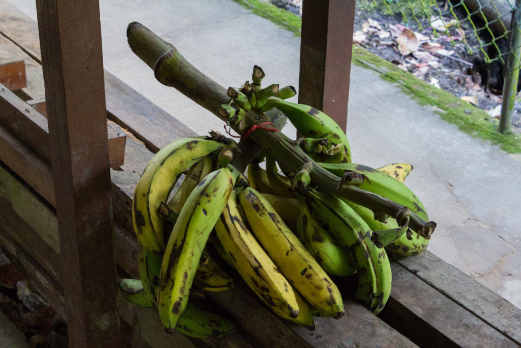 Equateur - Bananes