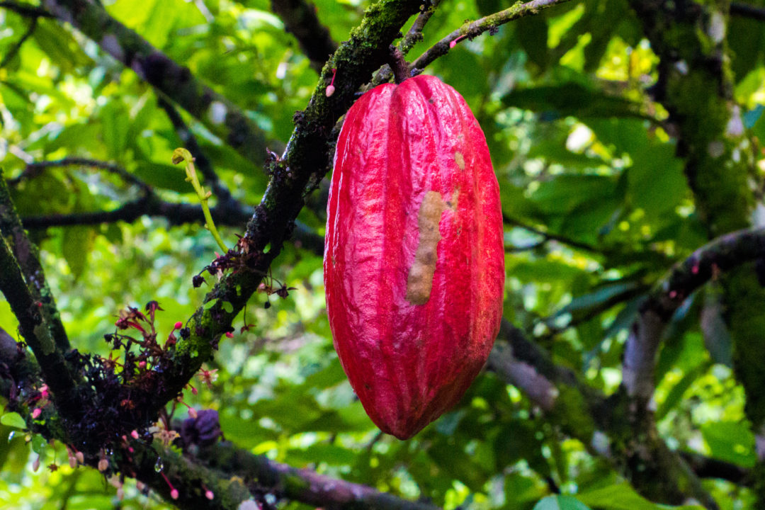 Entre Puerto Boyaca et Otanche - Cabosse de cacao