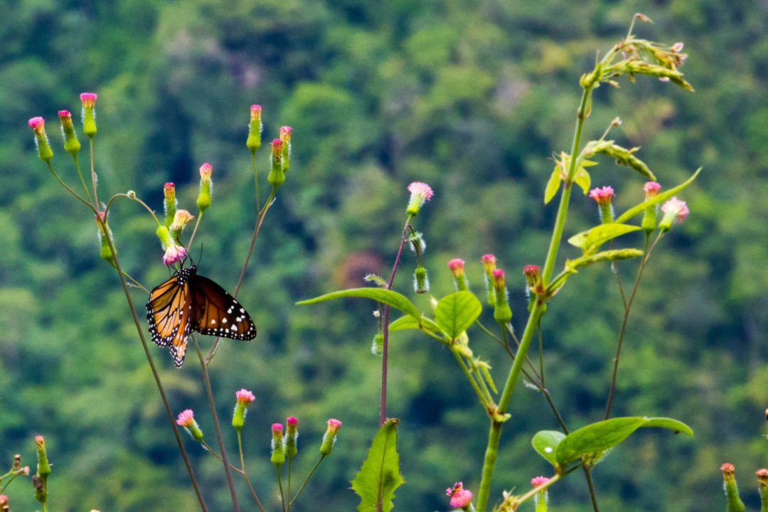 Entre Puerto Boyaca et Otanche - Papillon