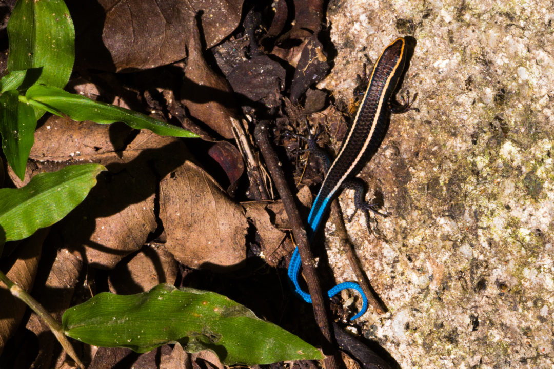 Tayrona - Lézard à queue bleue